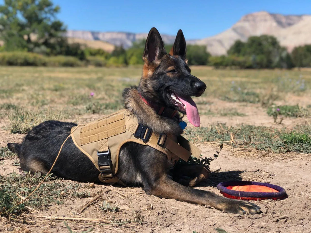 Large Dog Harness Training Pet Vest for French Bulldog German Shepherd Malinois Tactical Harnesses For Walking Dogs Accessories