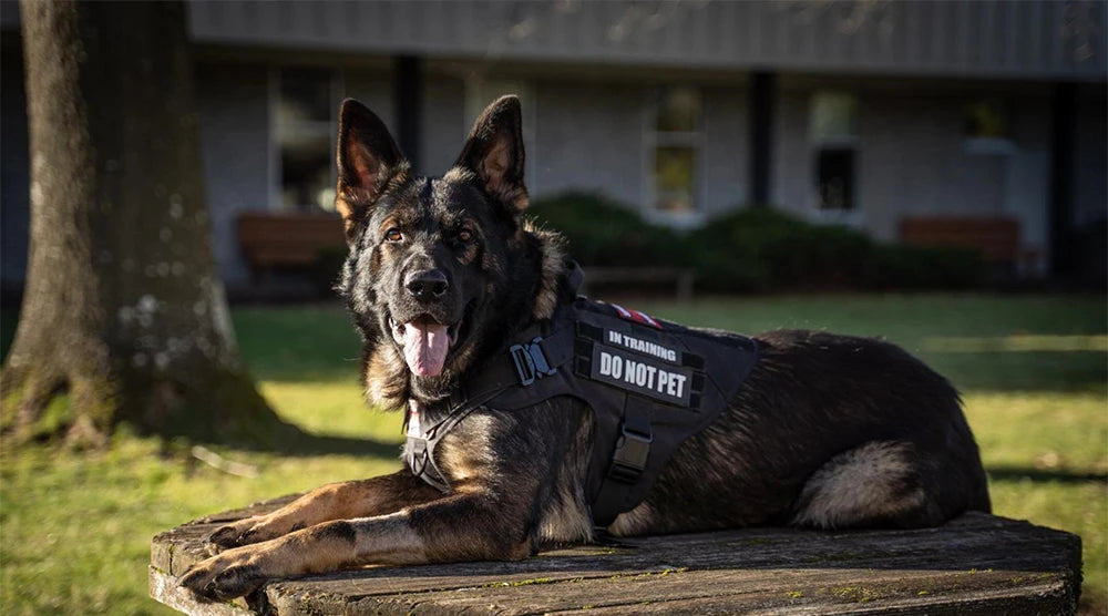 Large Dog Harness Training Pet Vest for French Bulldog German Shepherd Malinois Tactical Harnesses For Walking Dogs Accessories